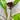 Tacca Chantriera - Black Bat Plant 200mm Pot Plant