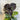 Tacca Chantriera - Black Bat Plant flower