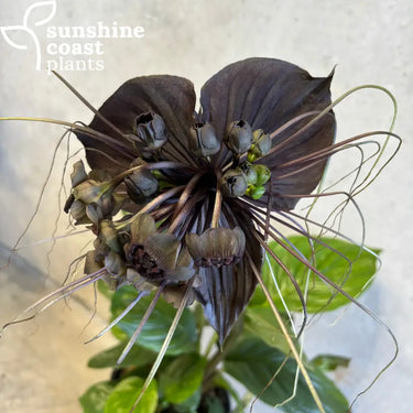 Tacca Chantriera - Black Bat Plant flower