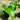 Tacca Integrifolia - White Bat Plant 200mm Pot Plant