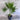 Thrinax radiata - 400mm pot