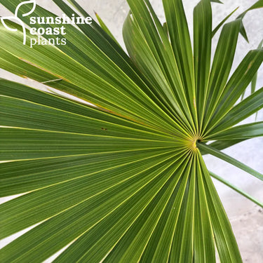 Thrinax radiata leaf