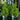 Thuja orientalis ’Smaragd’ - 140mm pot - Plant