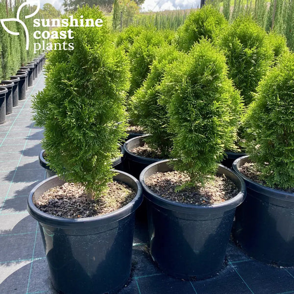 thuja orientalis smaragd Thuja Orientalis 'Smaragd'
