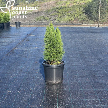 Thuja orientalis ’Smaragd’ Plant
