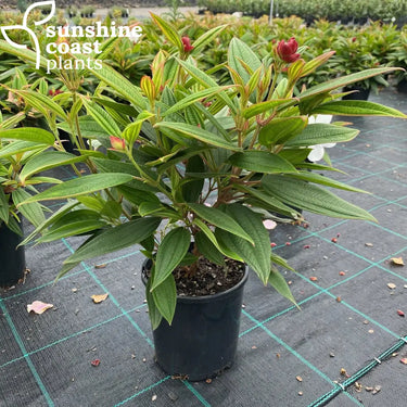 Tibouchina Peace Baby Plant