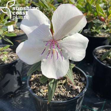 Tibouchina Peace Baby Plant