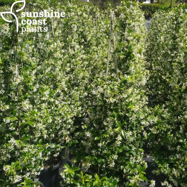 Trachelospermum Jasmenoides - Star Jasmine Plant