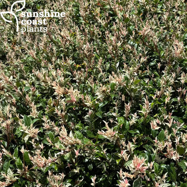 Trachleospermum jasmenoides Tri Colour - Tri Color Jasmine 140mm pot Plant