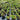 Trachleospermum jasmenoides Tri Colour - Tri Color Jasmine 140mm pot Plant