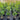 Tristaniopsis Luscious - Luscious Water Gum 300mm pot