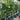 Tristaniopsis Luscious - Luscious Water Gum 45Ltr bag