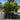 Tristaniopsis luscious 45Ltr bags