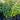 Viburnum Emerald Lustre 300mm pot Plant