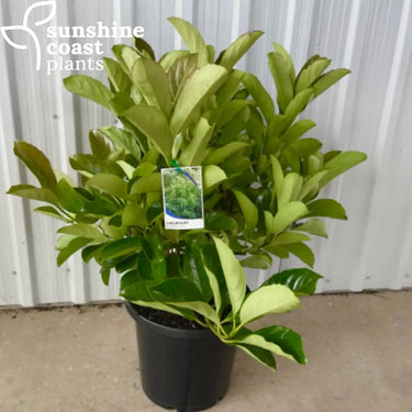 Viburnum Emerald Lustre Plant