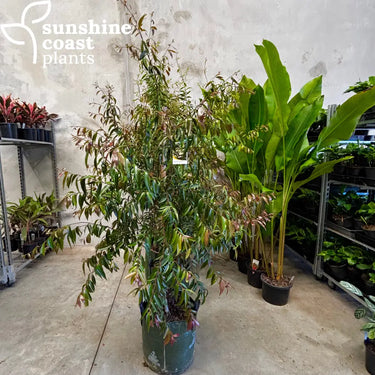 Waterhousea floribunda 45Ltr bag