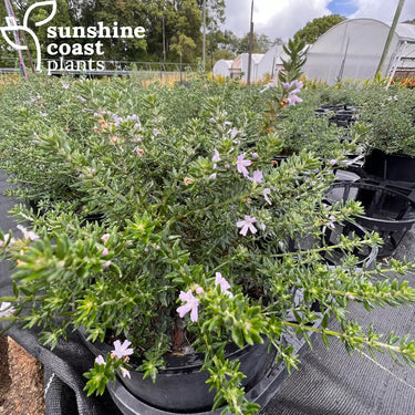 Westringia fructicosa ‘Naringa’ 200mm pot