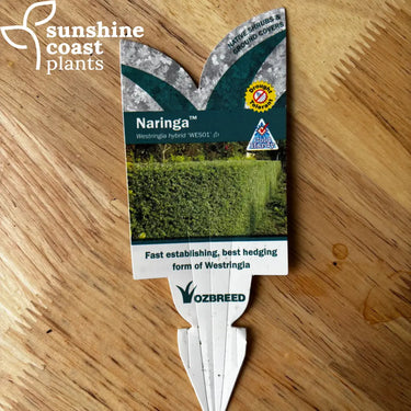 Westringia fructicosa ‘Naringa’