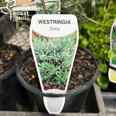 Westringia ‘Zena’ 140mm pot