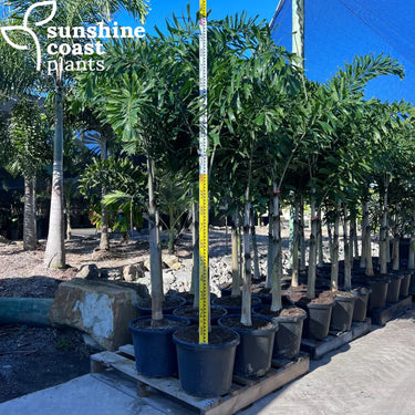 Wodyetia Bifurcata - Foxtail Palm Plant
