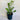 Zamioculcas Zamifolia - Zanzibar Gem 140mm pot Plant