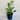 Zamioculcas Zamifolia - Zanzibar Gem 140mm pot Plant