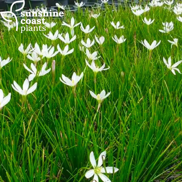 zephyranthes candida white rain lily Zephyranthes Candida - White Rain Lily