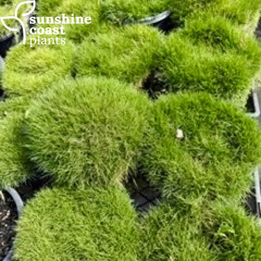 Zoysia tenufolia 200mm pot