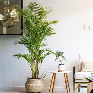 The Areca Palm or Butterfly Palm is a good looking houseplant that is quite easy to care for and keep indoors
