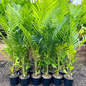 Pinanga coronata - Ivory Cane Palm