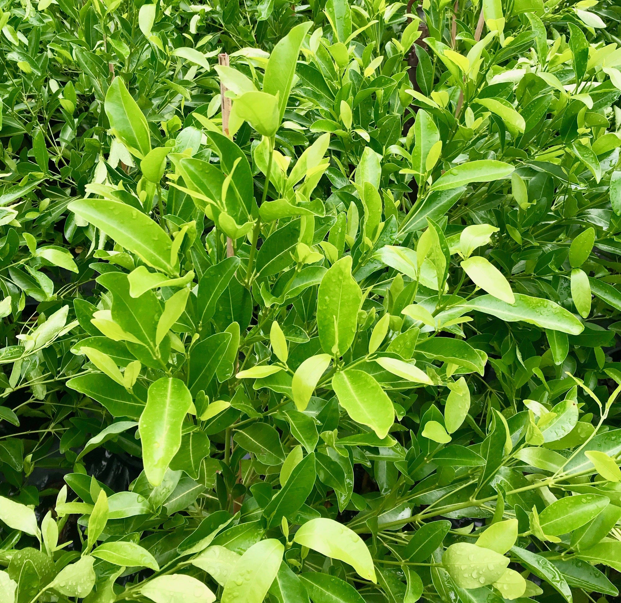Australian native evergreen with glossy green leaves