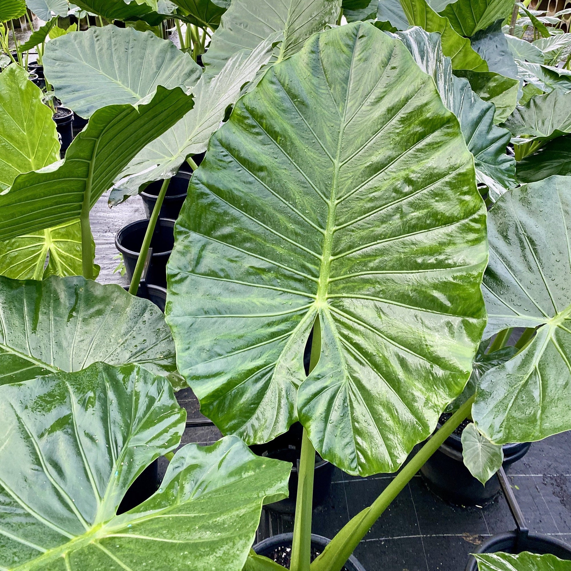 Tropical rainforest foliage plant with very large green upright arrow-shaped leaves