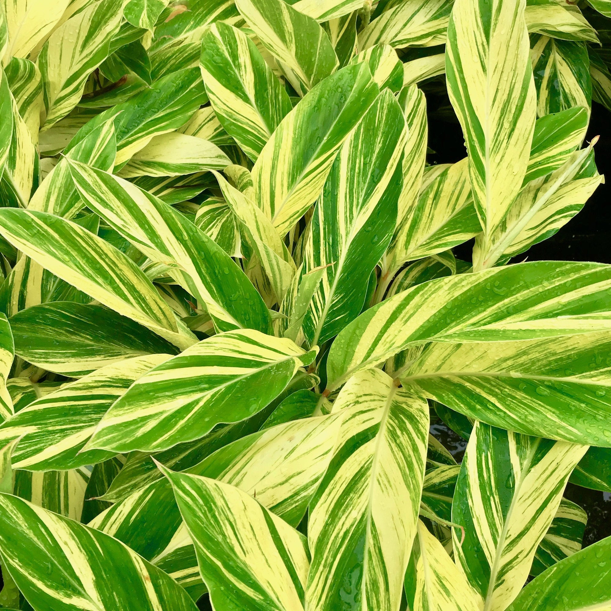 Alpinia zerumbet is a lush tropical foliage plant with big gold-striped foliage
