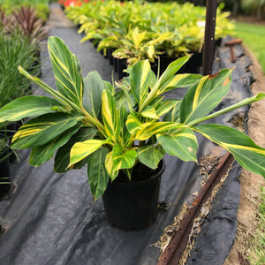A beautiful foliage plant perfect for bringing the Jungle vibes