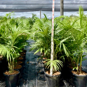 Archontophoenix cunninghamiana - Bangalow Palm