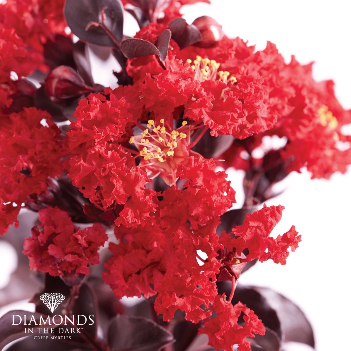 Best Red features flawless near-black foliage that emerges in early Spring, followed by masses of vivid red blooms