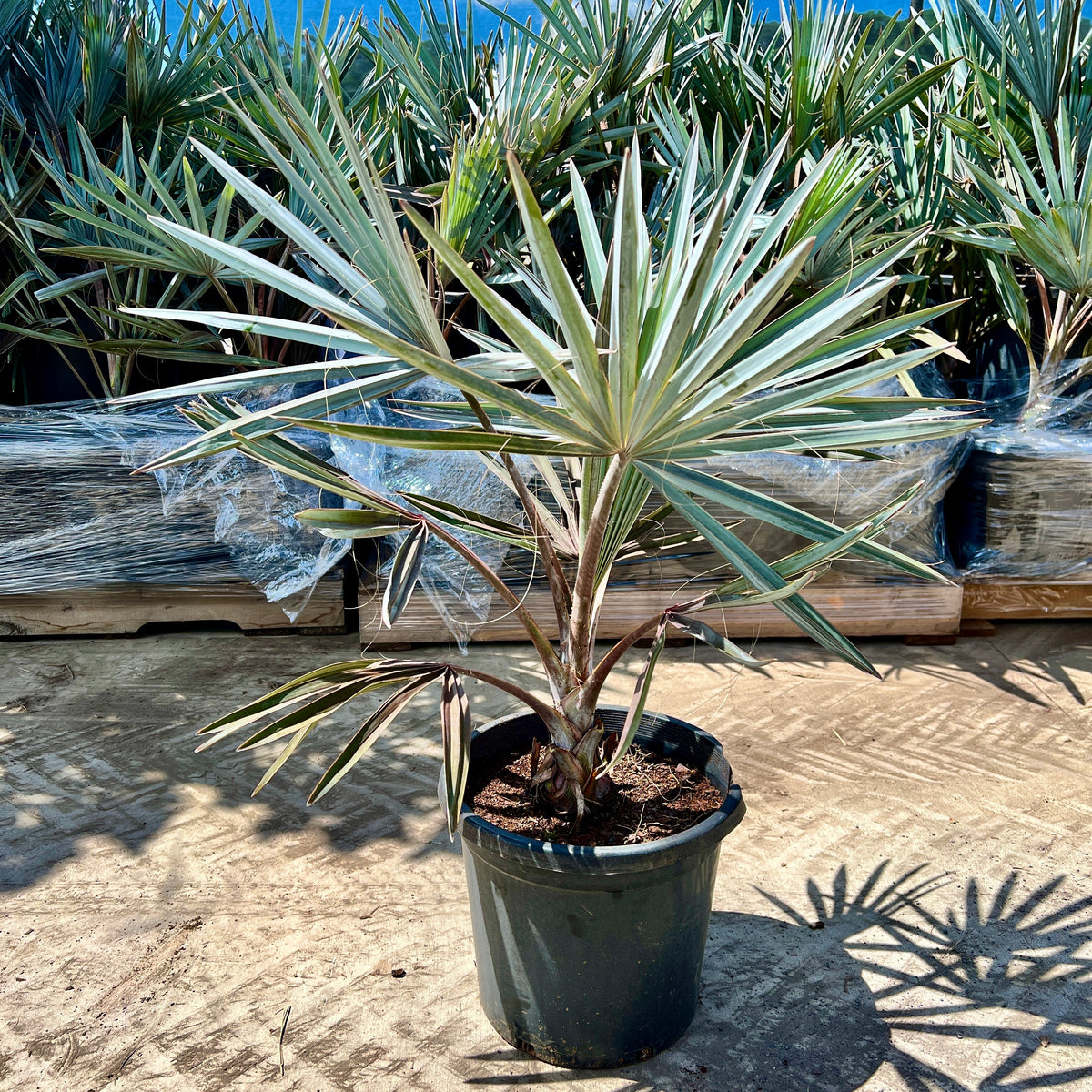 Bismarckia Nobilis Bismarck Palm Sunshine Coast Plants