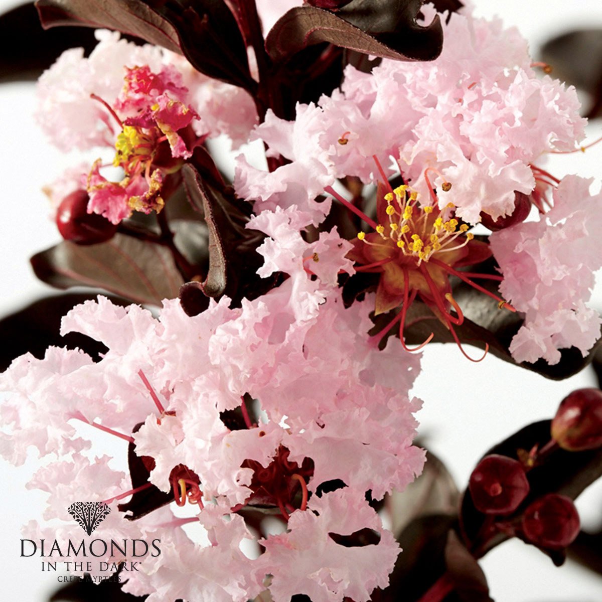 Lagerstroemia Diamonds in the Dark® 'Blush' has stunning near-black foliage crowned with masses of soft baby pink flowers