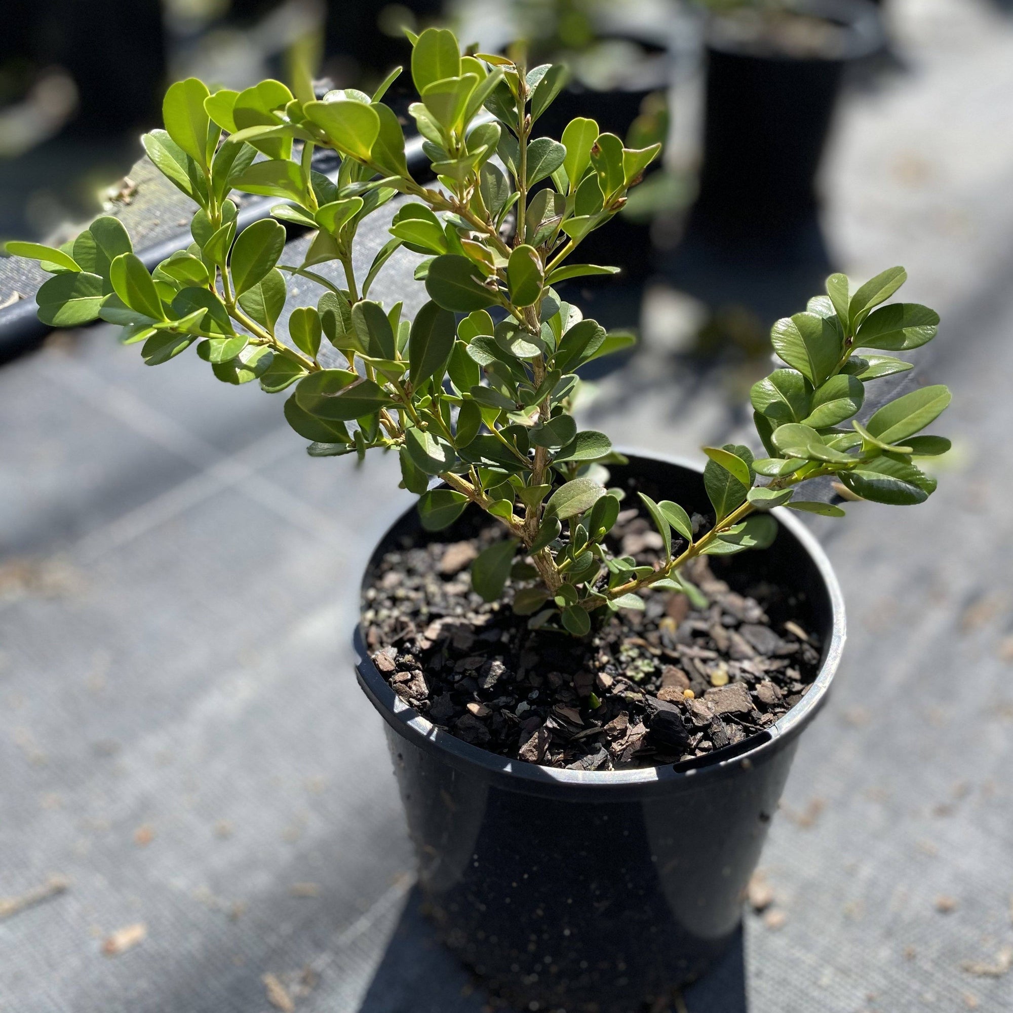 Buxus microphylla Japonica is a very sturdy evergreen shrub that makes an excellent dense screen or hedge