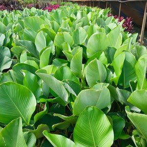 Calathea lutea makes a unique centre piece in any tropical garden or pot