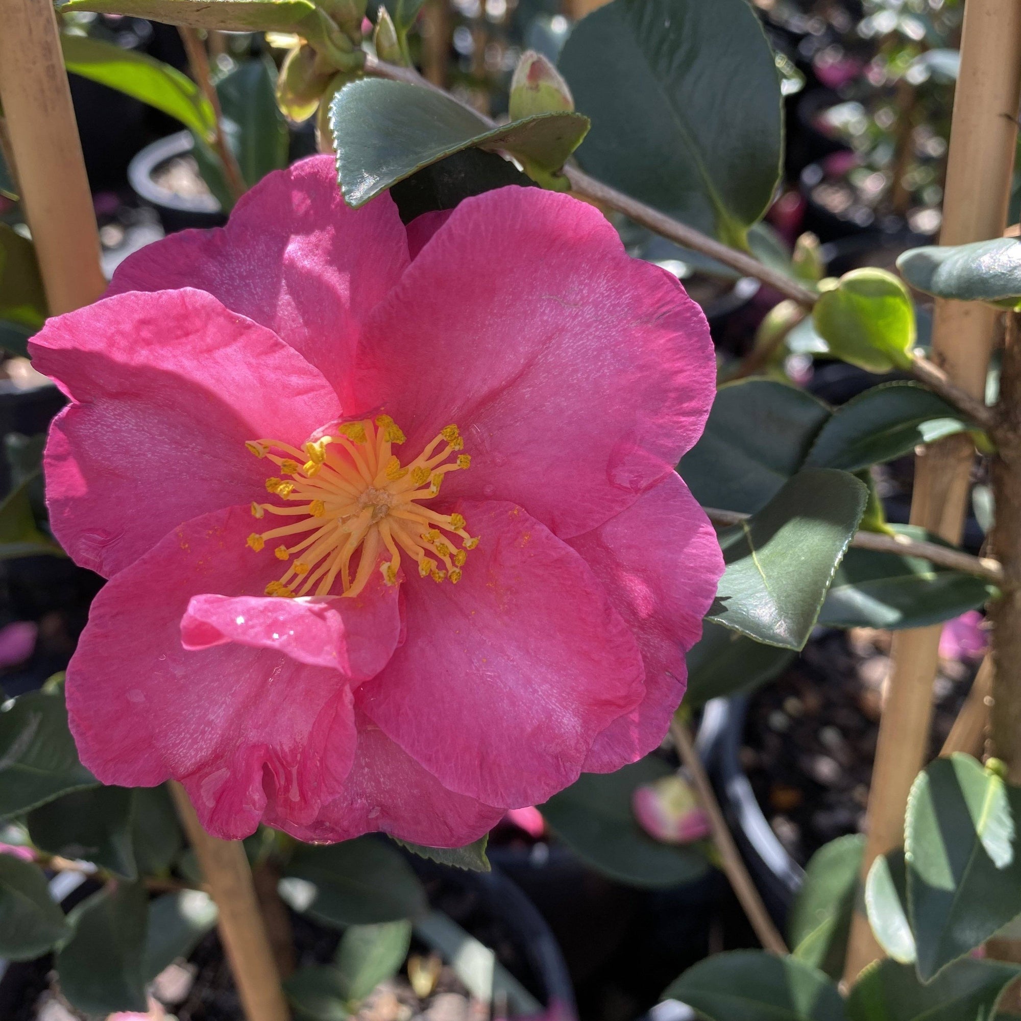 Camellia 'Hiryu' has dark green glossy leaves and produces an abundance of large, deep pink flowers throughout autumn and winter