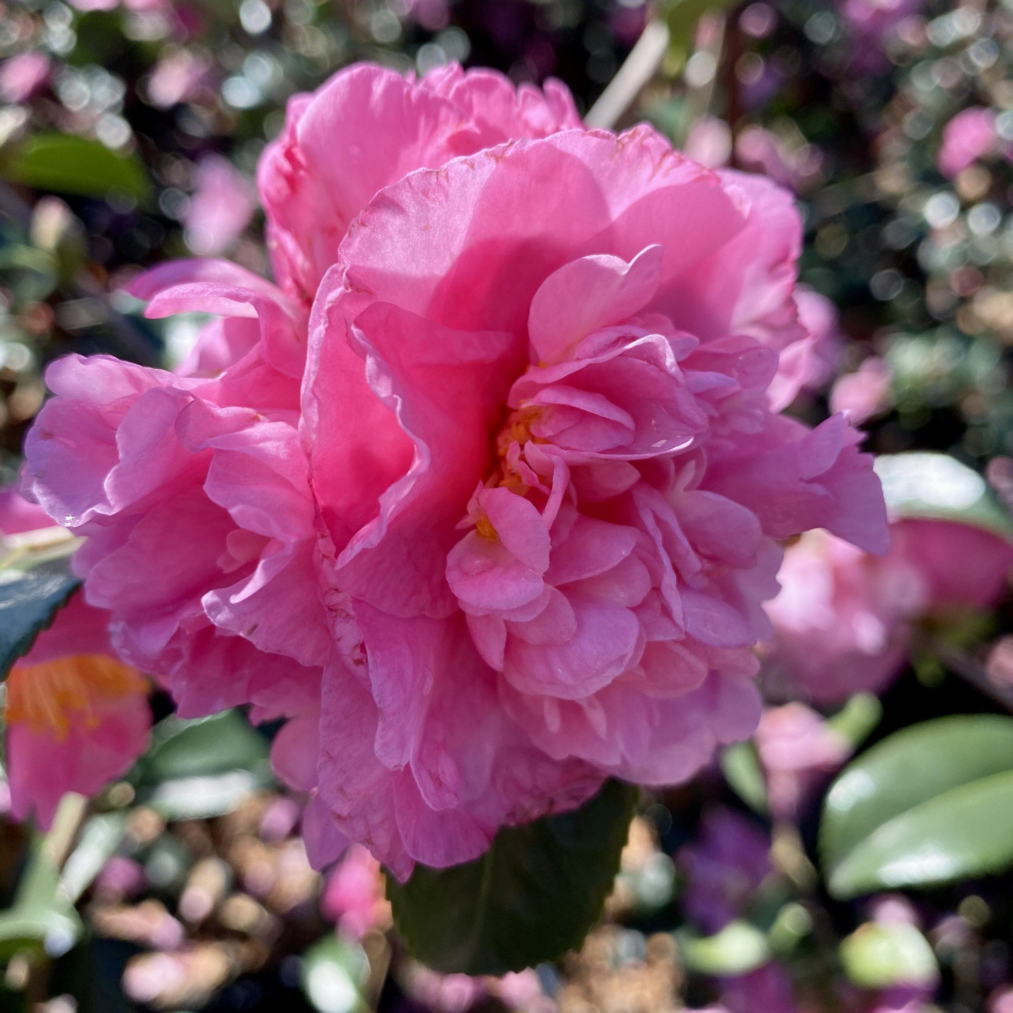 Sasanqua Camellias have smaller leaves and denser foliage and produces double soft pink flowers