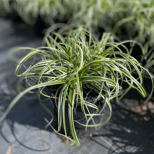 'Feather Falls' is a highly decorative Carex with outstanding garden and pot performance