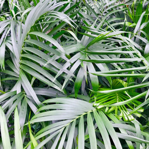 Chamaedorea antrivens is also known as the Mexican Hat Palm, this gorgeous palm is well suited for indoors
