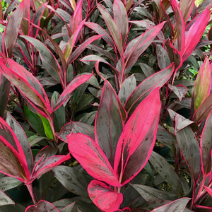 Cherry-red foliage with highlights of pink and deep green and bold blush pink stems