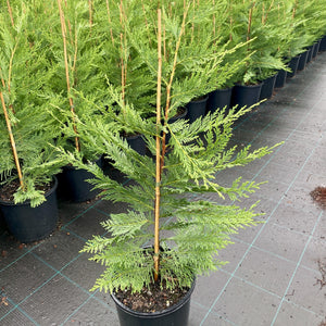 Cupressus 'Leighton Green' is a fast growing confer that provides great green colour all year round