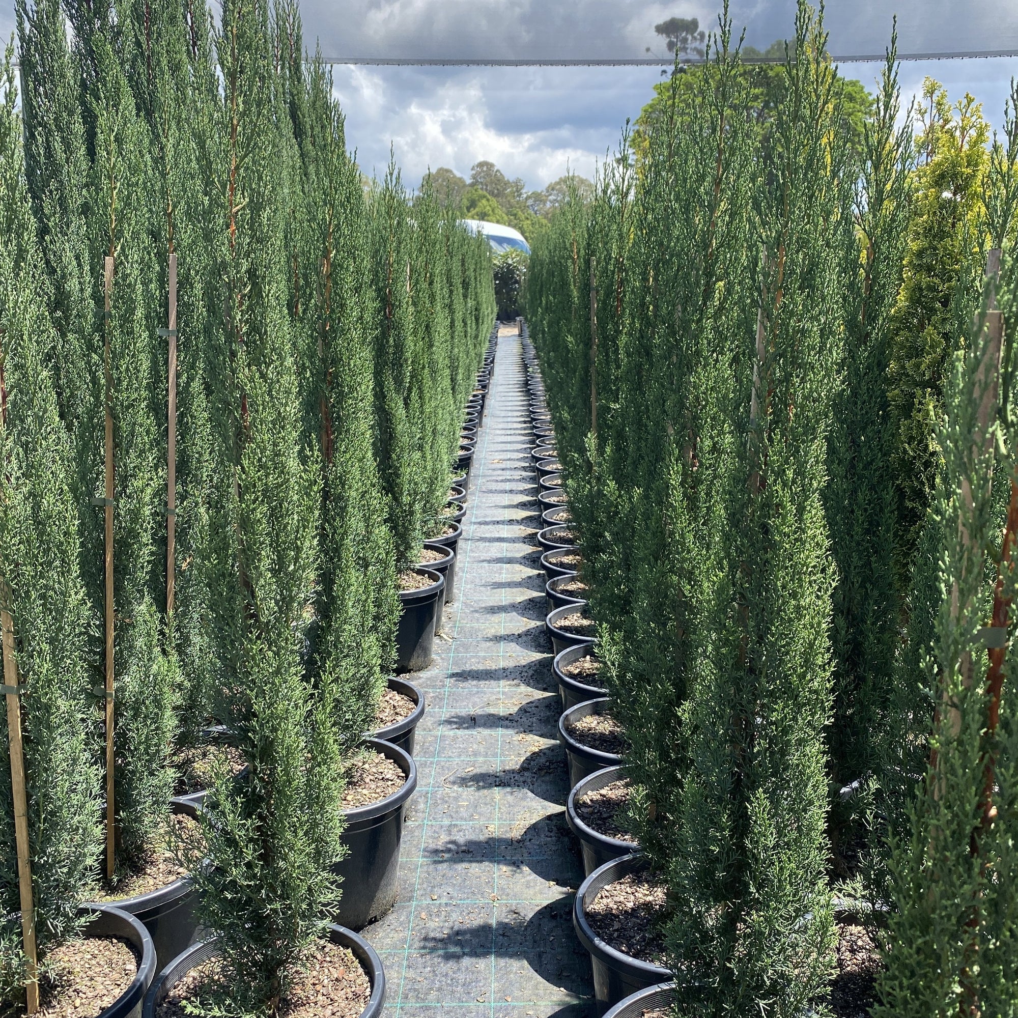 Cupressus sempervirens 'Glauca' is a fast growing and very dense but slender cypress