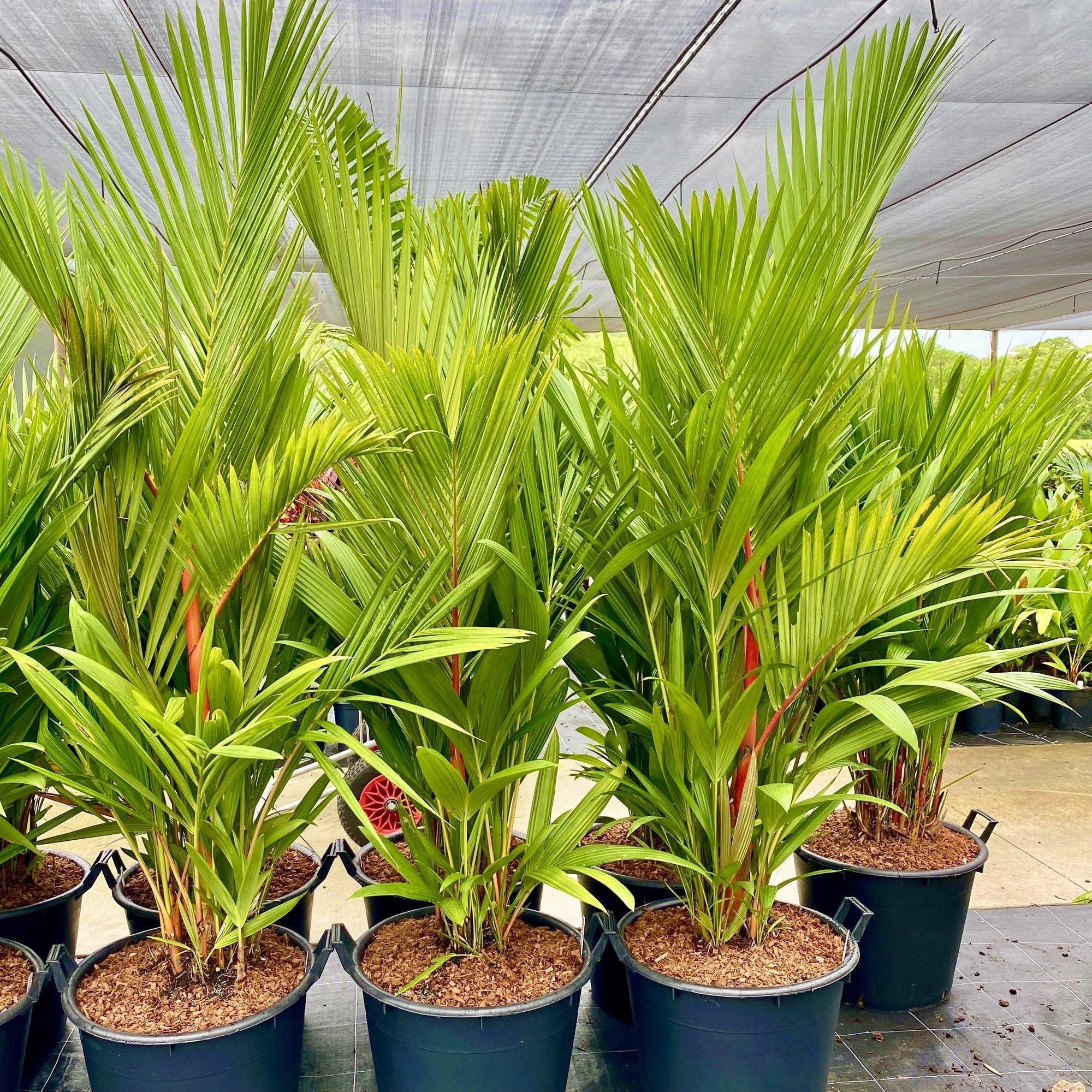 The bright red crownshafts and leaf sheaths of this palm make it an outstanding addition to any tropical garden