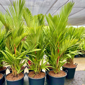 The bright red crownshafts and leaf sheaths of this palm make it an outstanding addition to any tropical garden