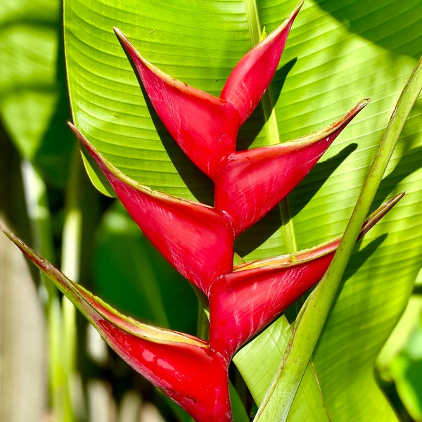 Heliconia Bihai 'Criswick' | Sunshine Coast Plants